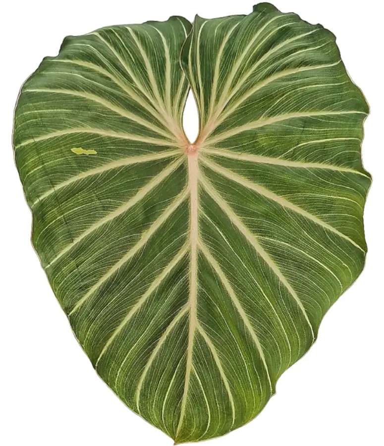 Close-up of a mature Philodendron gloriosum leaf with white veins and velvety texture