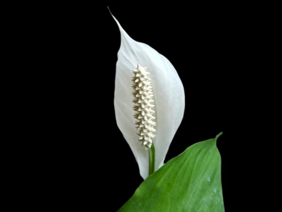 Nahaufnahme einer weißen Spatha und eines Spadix von Spathiphyllum cochlearispathum vor schwarzem Hintergrund mit sichtbarer Struktur