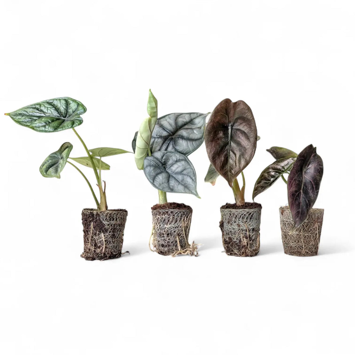 Four Alocasia plug plants with visible netting on a white background