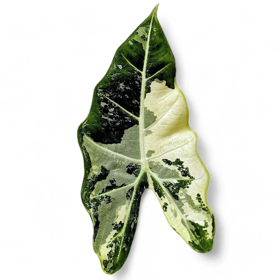 Variegated Alocasia micholitziana 'Frydek' leaf with pale and green sections