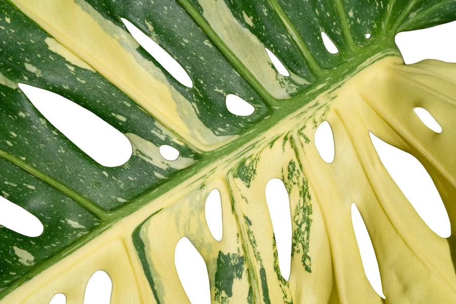 Monstera Thai Constellation leaf with cream speckled variegation