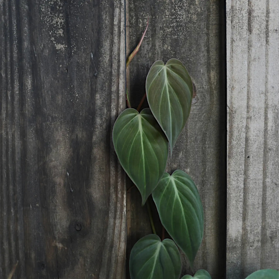 Philodendron hederaceum micans climbing on a dark wooden wall in low indoor light