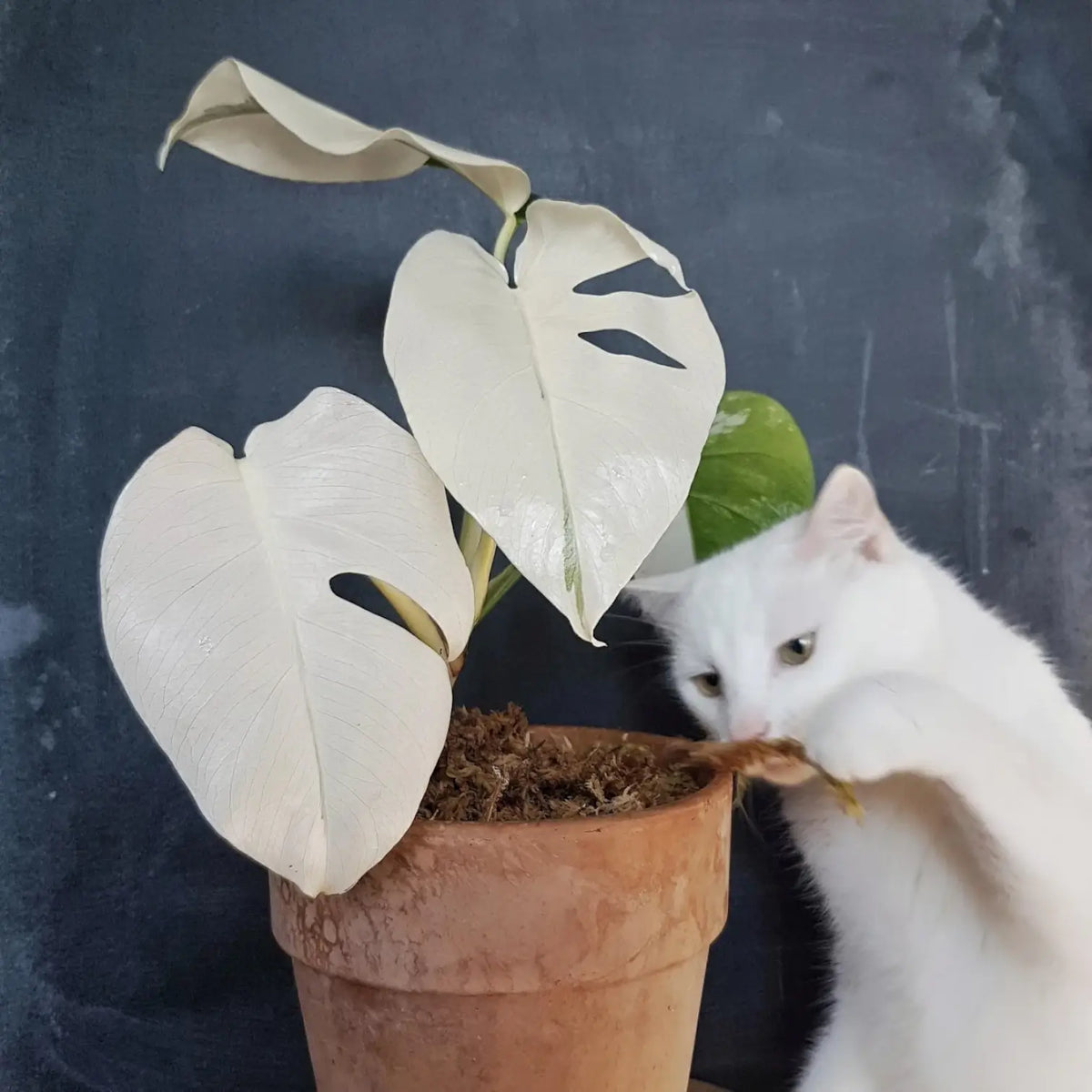 Weiß panaschierte Monstera albo im Topf neben einer weißen Katze und Sphagnummoos