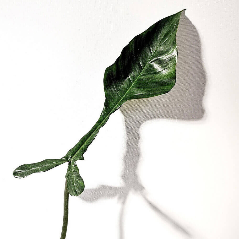 Philodendron leaves with narrow lobes shown side by side