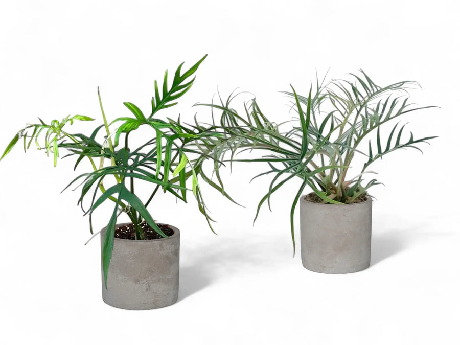 Philodendron polypodioides and Philodendron tortum plants side by side