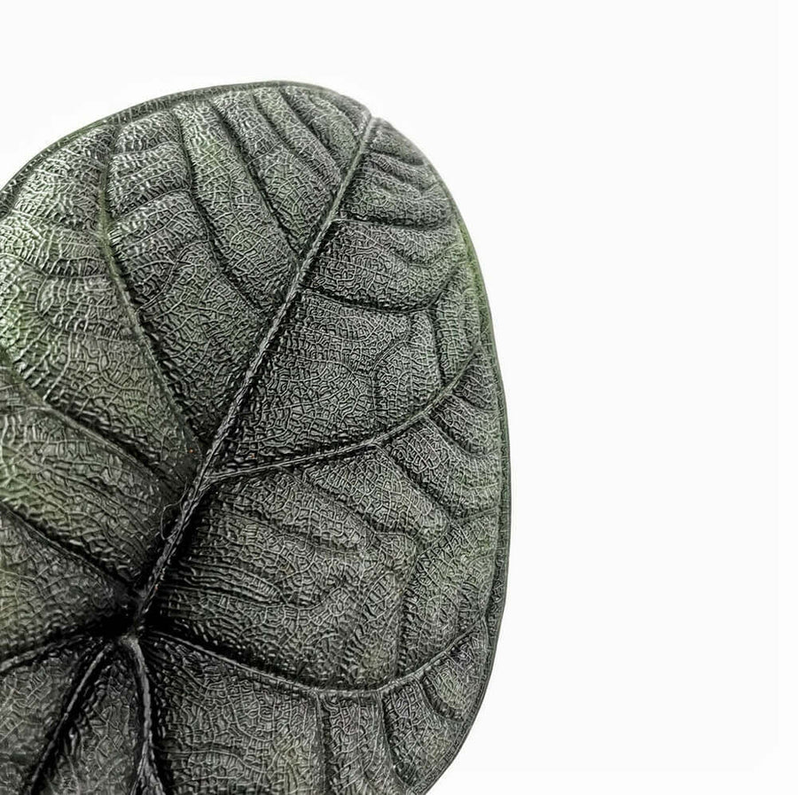 Close-up of a textured Alocasia melo leaf