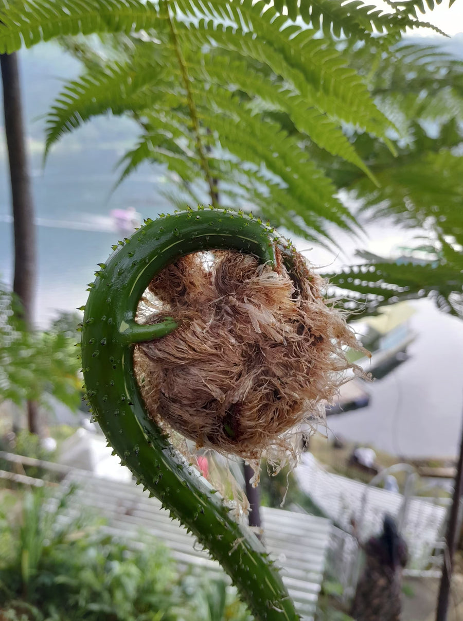 Indoor fern with arching green fronds growing in a pot