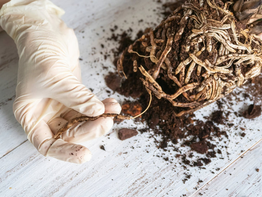 Dark damaged houseplant roots exposed beside a nursery pot
