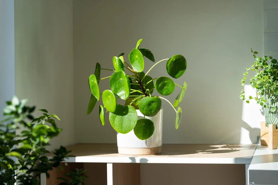 Peperomia plant in bright indirect light