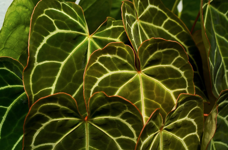 Anthurium houseplant with glossy green leaves and a red spathe