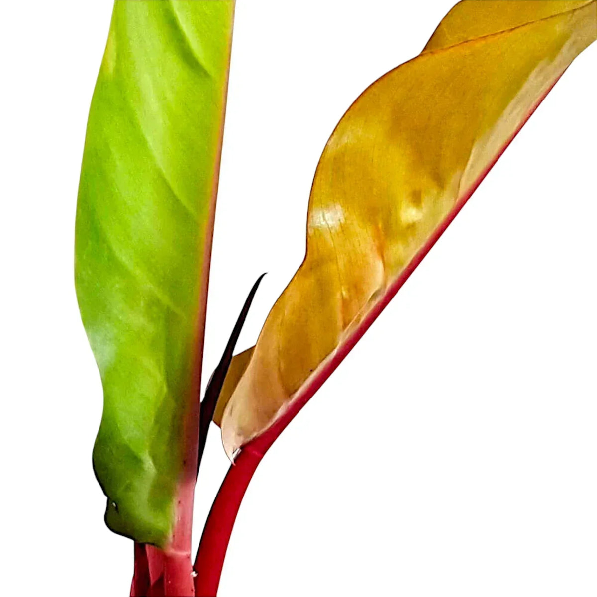 Philodendron ‘Prince of Orange’ mit jungen orangefarbenen und älteren hellgrünen Blättern