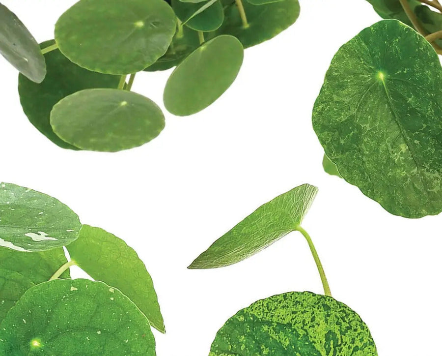 Blätter einer panaschierten Pilea peperomioides mit cremefarbener und grüner Musterung