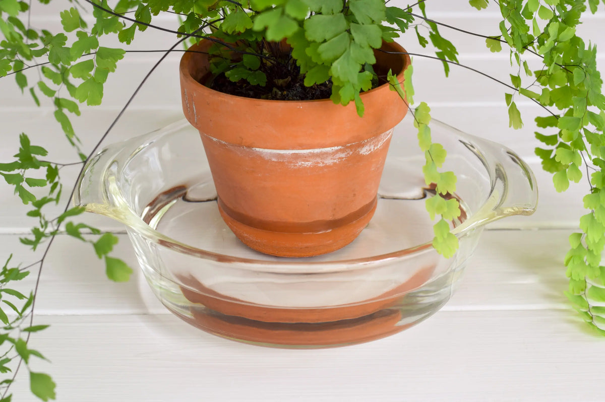 Maidenhair fern in a terracotta pot sitting in a clear glass bowl of water