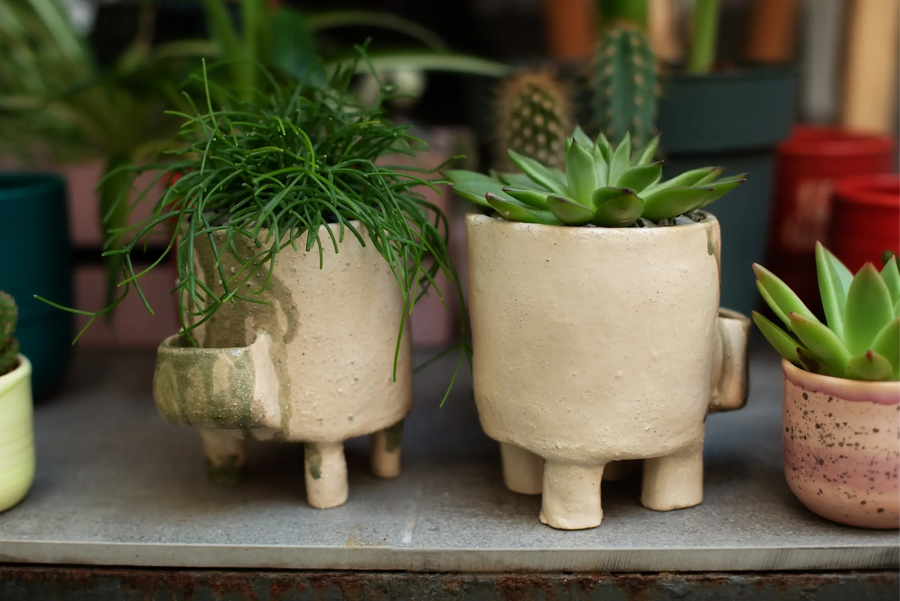 Rhipsalis and Echeveria plants in identical pots side by side