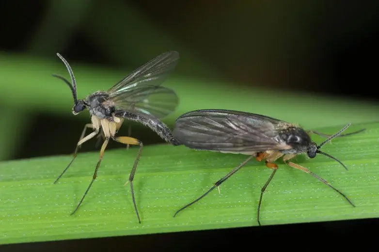 Small fungus gnats on the surface of moist potting substrate