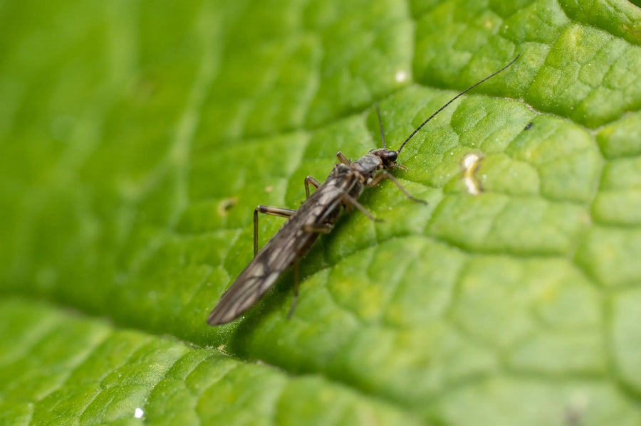 Macro photo of a thrips insect feeding on a green leaf surface