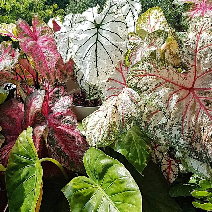 Colourful Caladium plants with different leaf patterns on a sunlit terrace