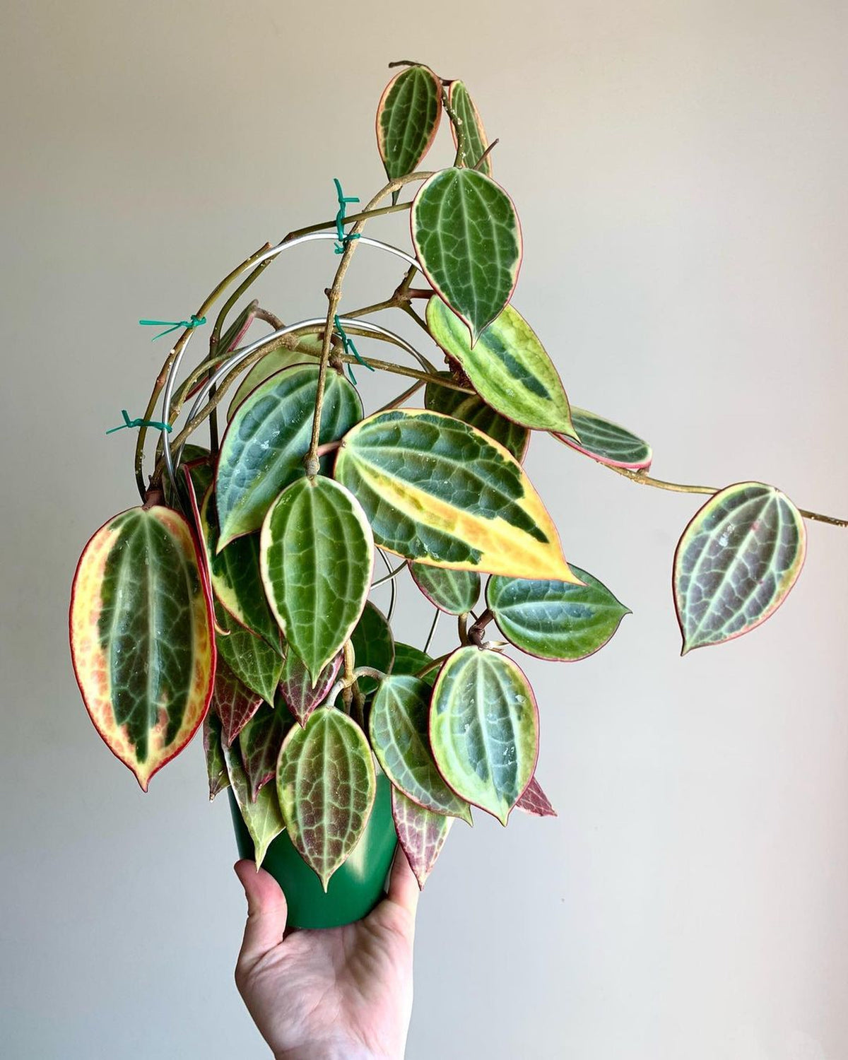 Potted Hoya houseplant with waxy leaves and trailing stems