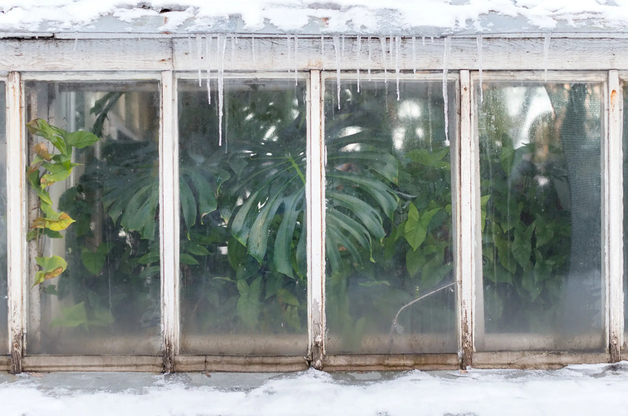 Indoor plants on a winter windowsill in soft natural light