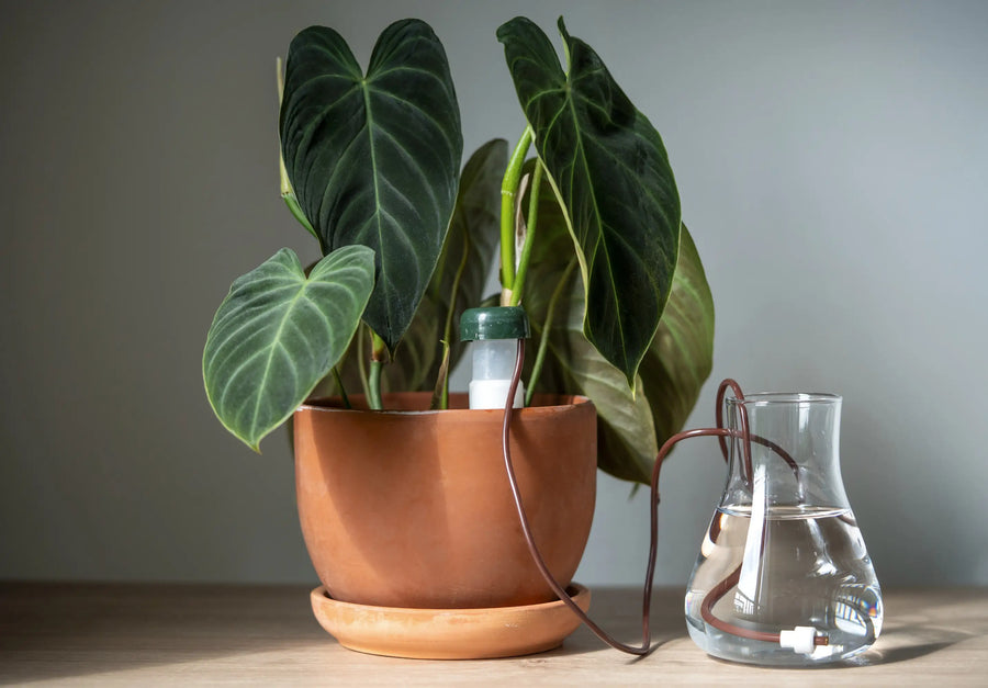 Philodendron 'Splendid' with a silicone drip irrigation tube leading to a water reservoir