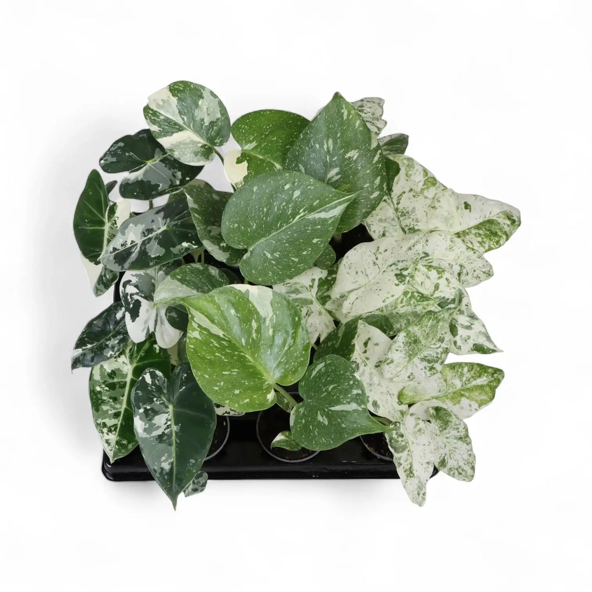 Anzuchtschale mit jungen Alocasia- und Monstera-Pflanzen in kleinen Töpfen