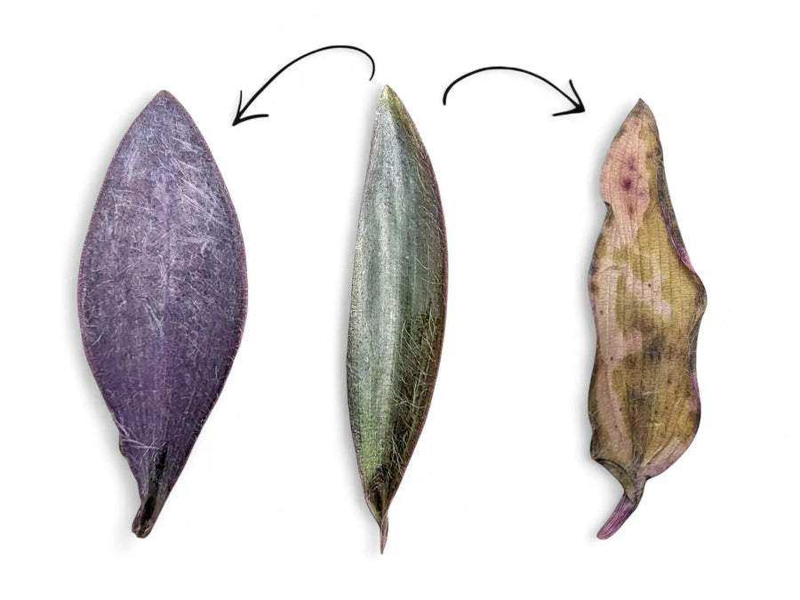 Three Tradescantia pallida leaves showing purple, silvery green and papery white colouring