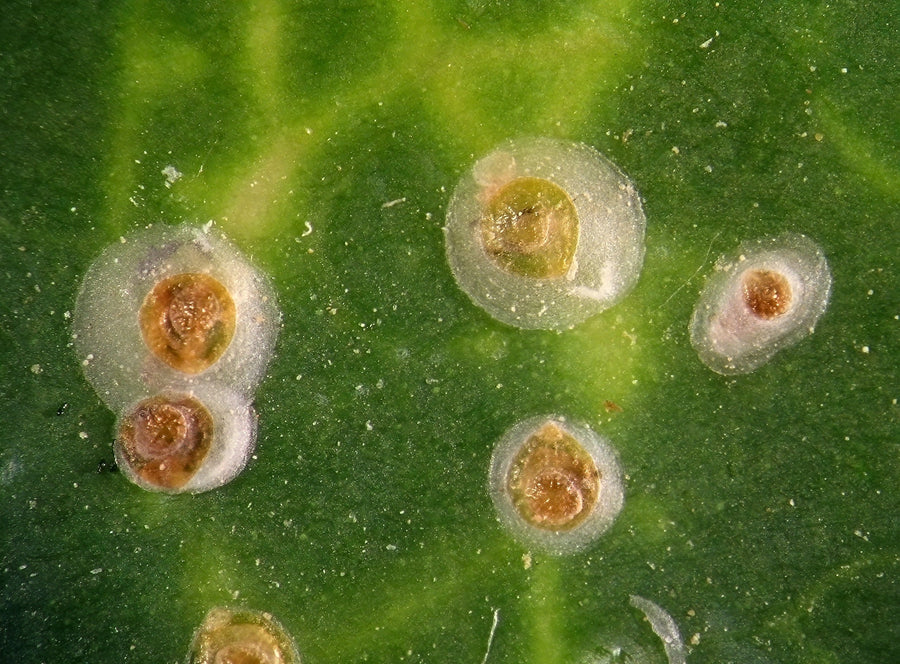 Soft scale insects on a leaf surface