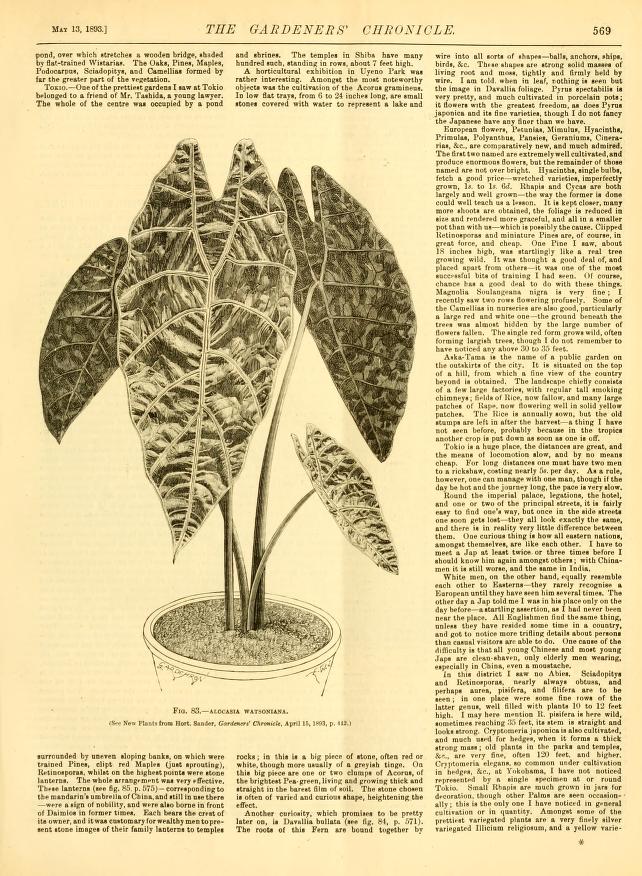 Alocasia longiloba Blatt mit dunkelgrüner Oberfläche und hellen Adern