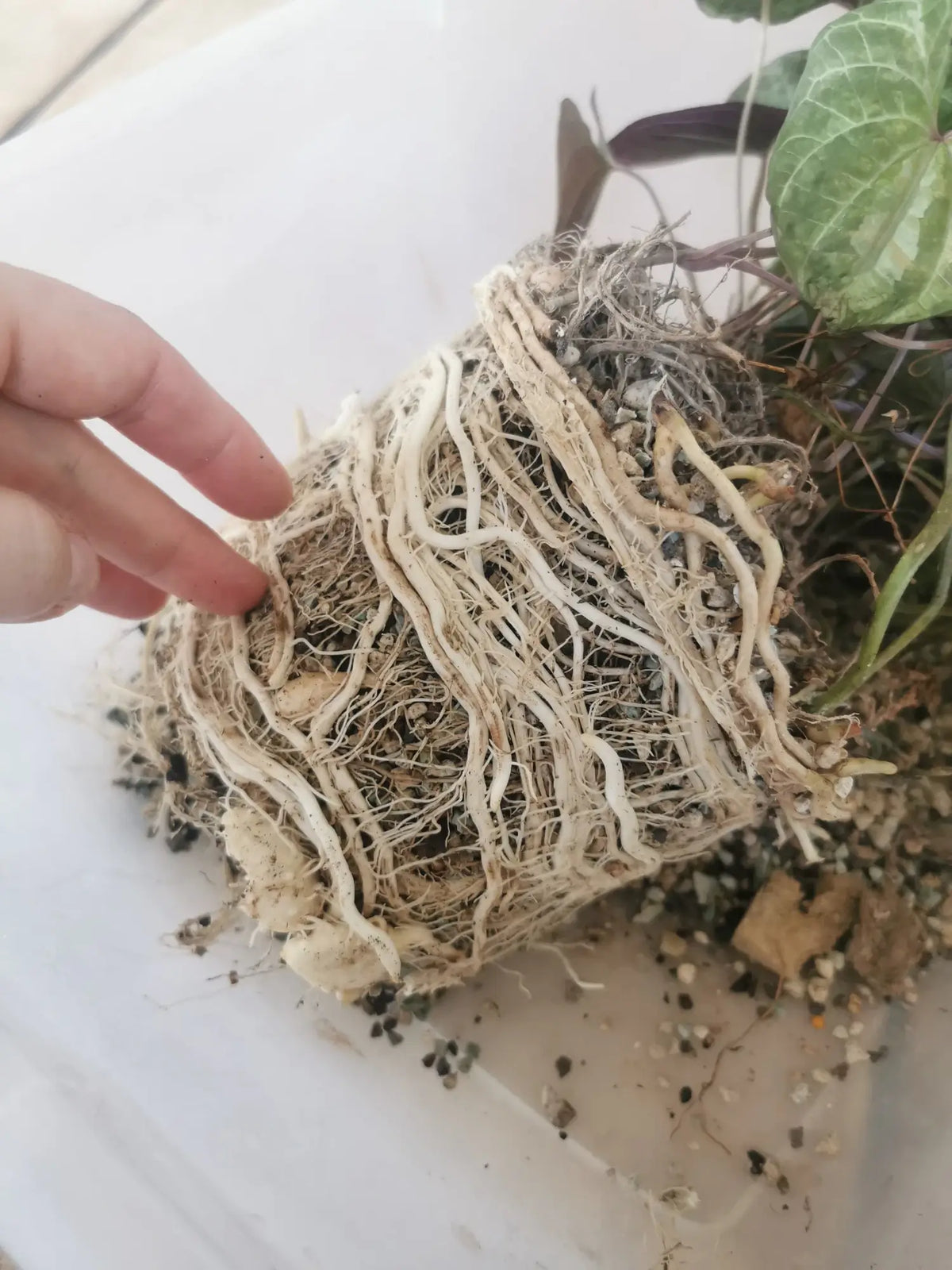 Healthy white houseplant roots growing in mineral semi-hydroponic medium