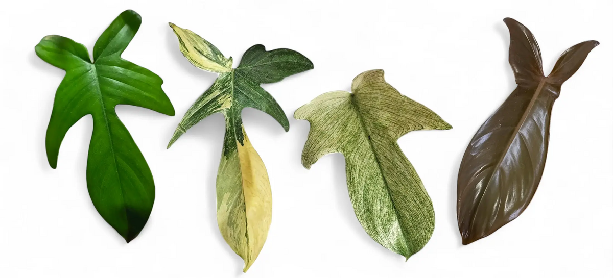 Vier Philodendron-'Florida'-Sorten mit ausgewachsenen Blättern nebeneinander: dunkelgrüne Florida Green, panaschierte Florida Beauty, Florida Ghost mit hellen Blättern und Florida Bronze mit bronzefarbenen Blättern.