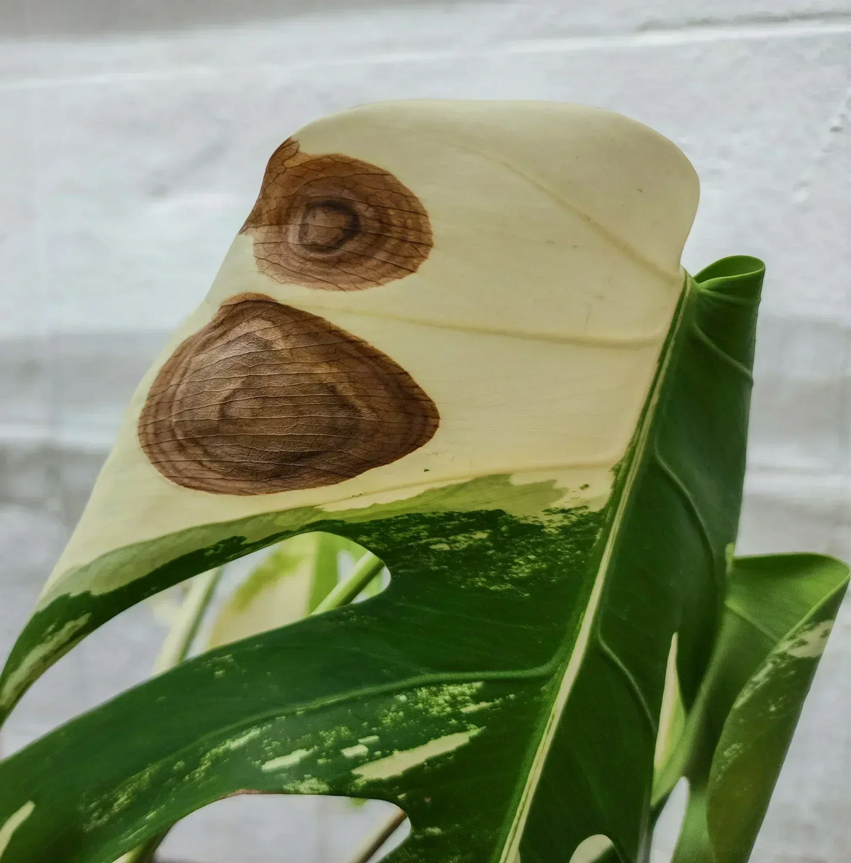 Monstera ‘Albo Variegata’ mit großen braunen Flecken im weißen Blattbereich