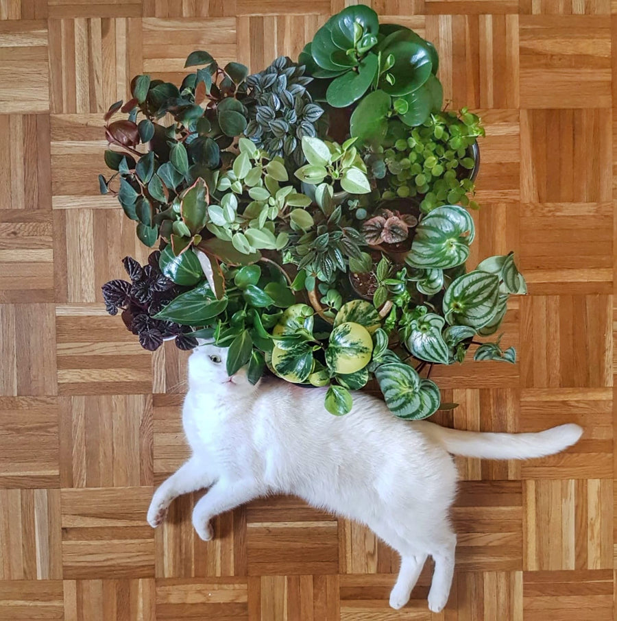 White cat lying beside pet-friendly Peperomia and Pilea plants