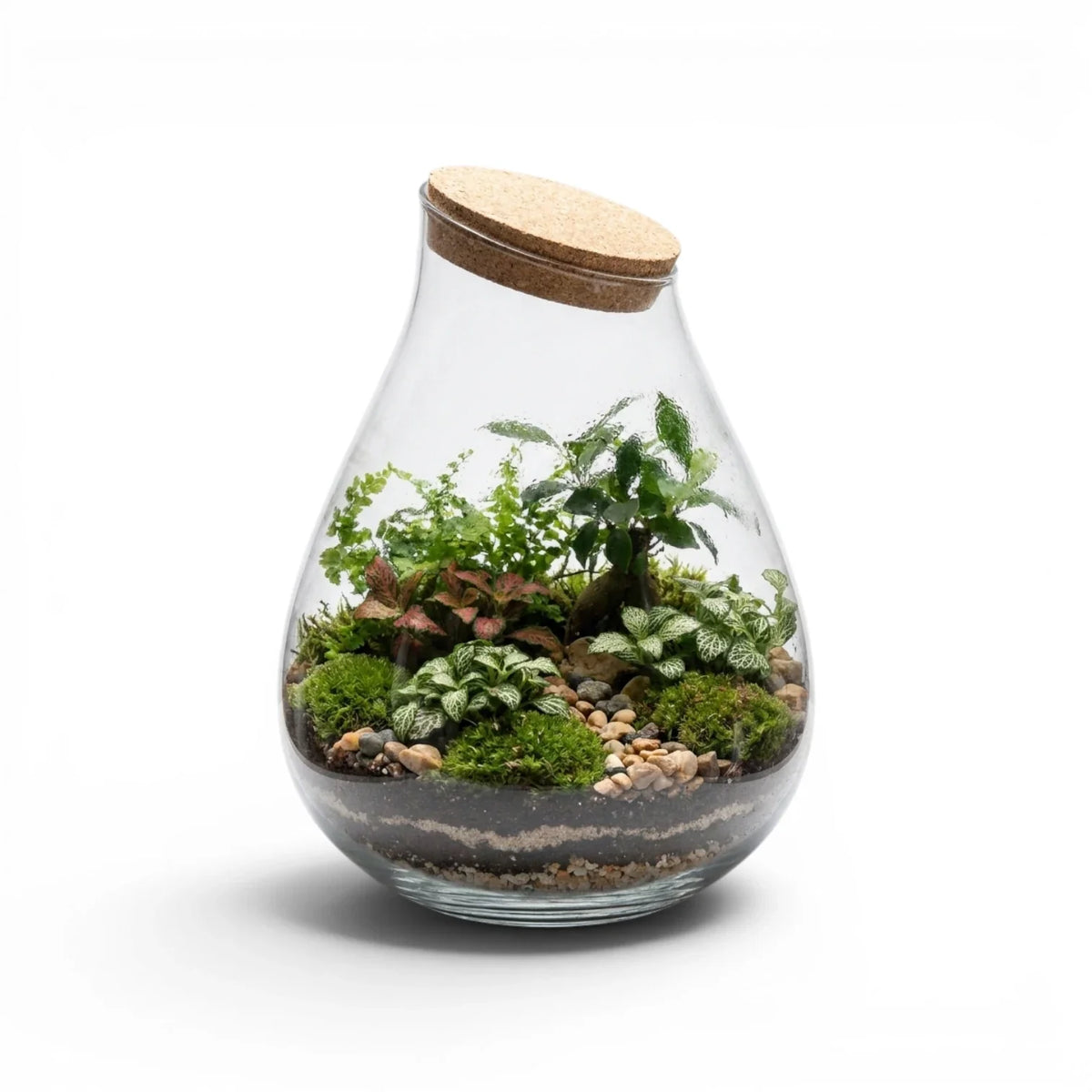 Geschlossenes Glasterrarium mit kompakten tropischen Pflanzen