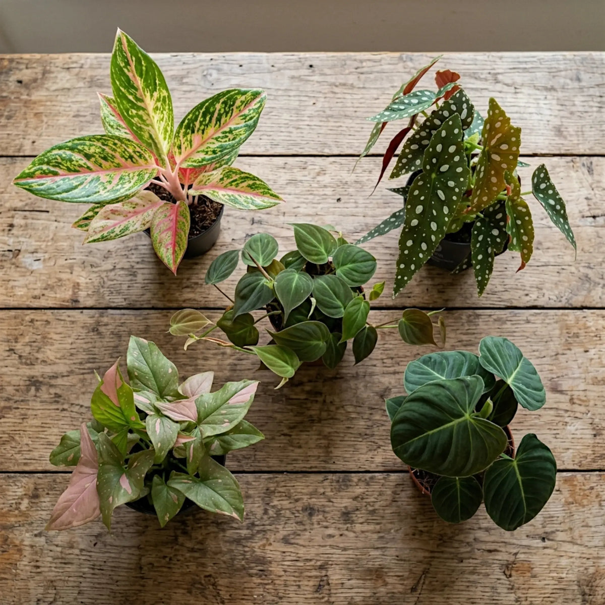 5 potted tropical houseplants on a distressed wooden table, seen from above