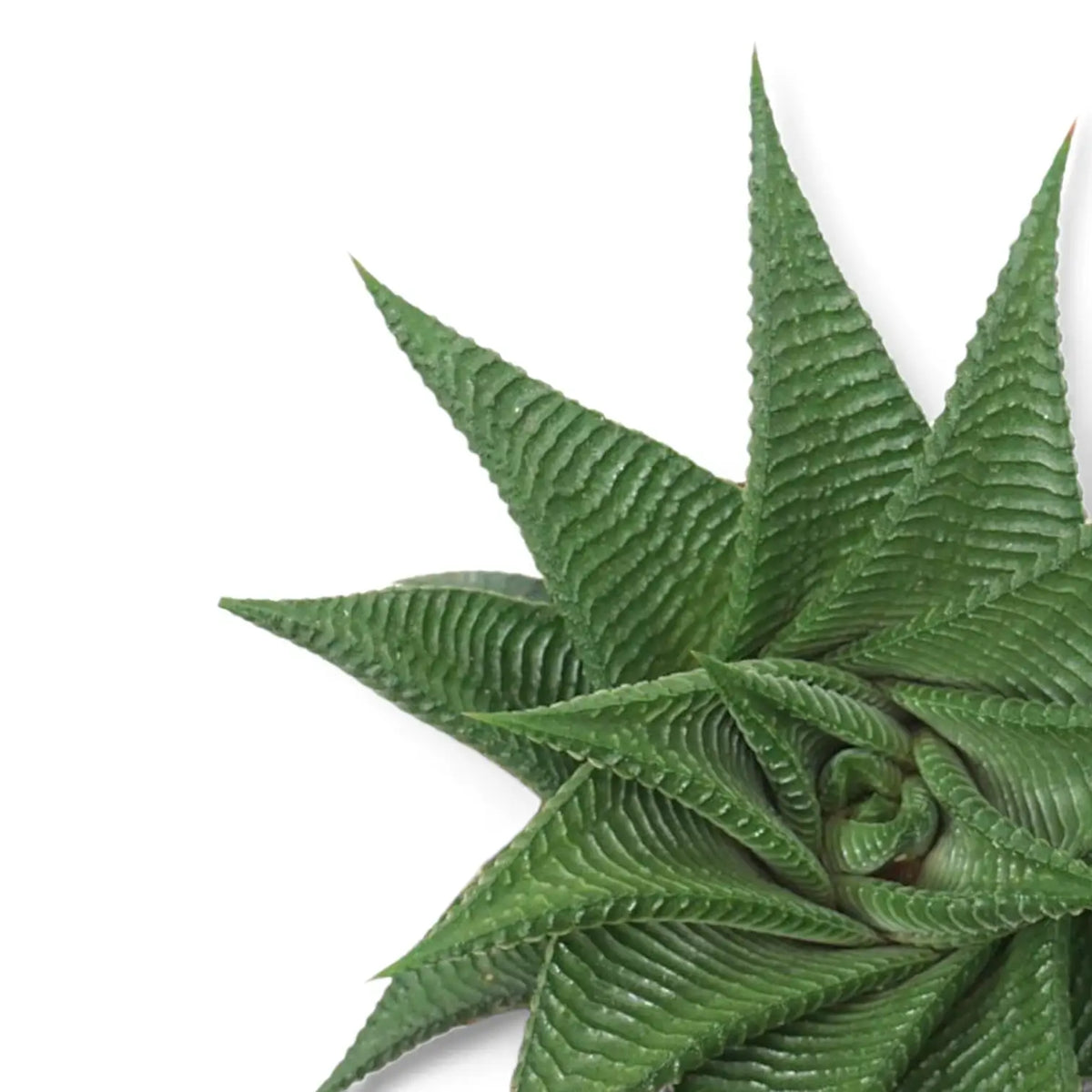 Haworthiopsis limifolia rosette on white background