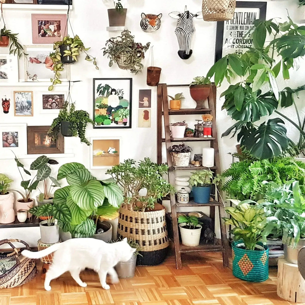 Room full of various houseplants and a white cat strolling
