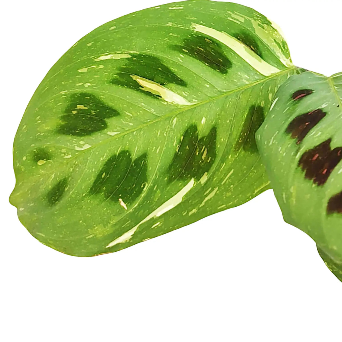 Ovales Blatt von Maranta leuconeura 'Kerchoveana variegata Beauty' vor weißem Hintergrund