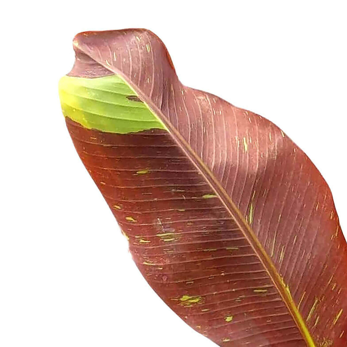 Red and lime green leaf of Musa Siam Ruby on a white background