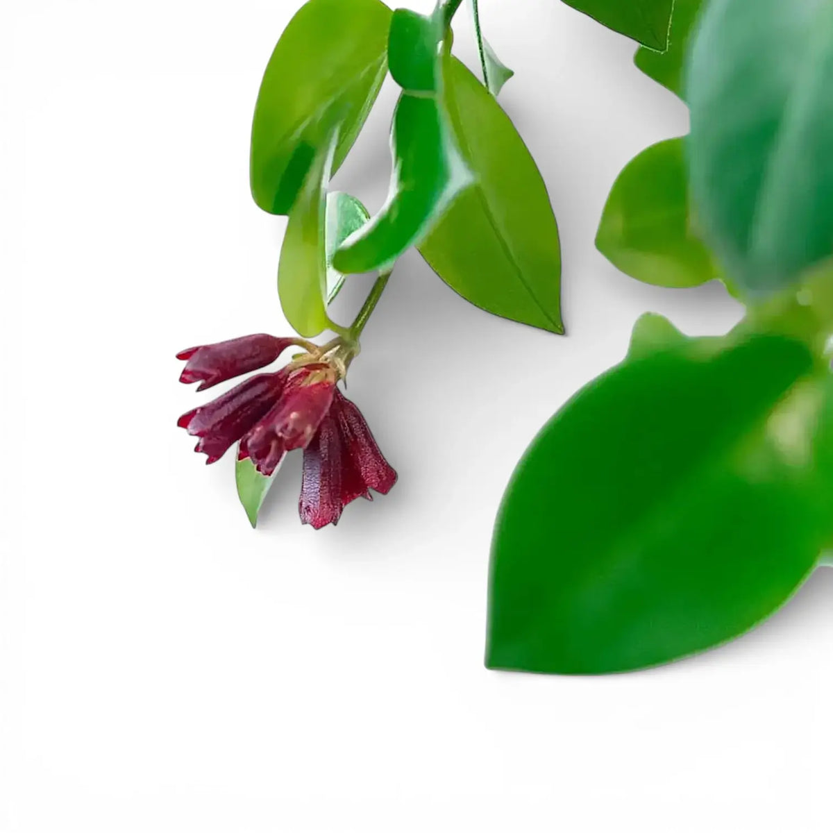 Lipstick plant, Aeschynanthus speciosus 'Mona Lisa', a close up of glossy green foliage and dark red blooms on white background