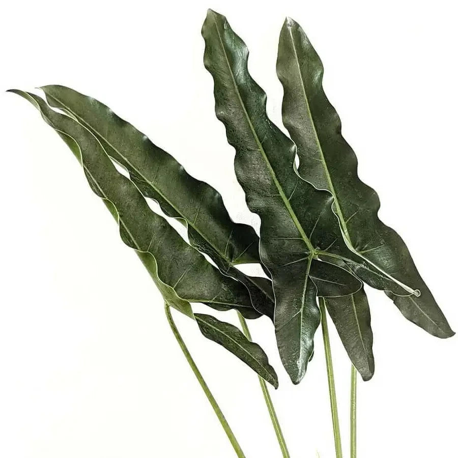 Large arrow-shaped leaves of Thaumatophyllum stenolobum on white background