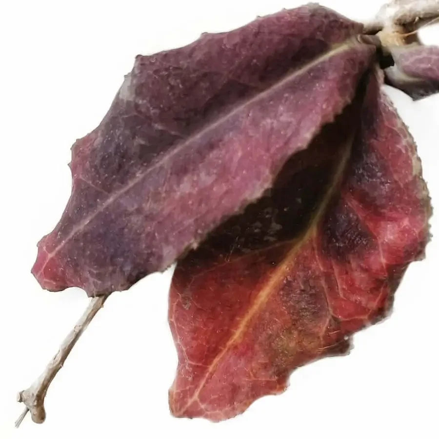 Close-up of sun-stressed Hoya undulata leaves showing red colouration on white background