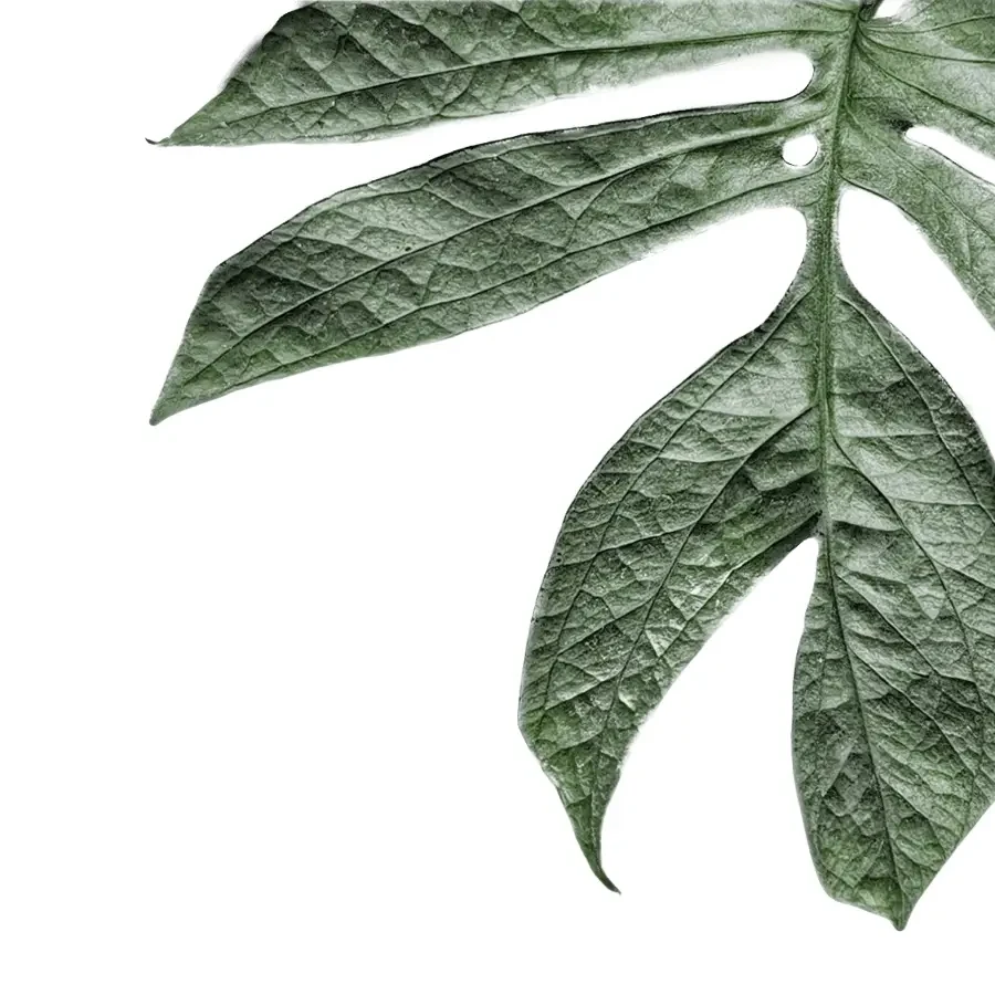 Fenestrated and deeply lobed leaf of Amydrium plant on white background