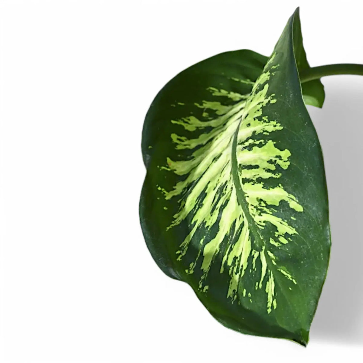 Close up of Dieffenbachia seguine Tropic Snow leaf on white background