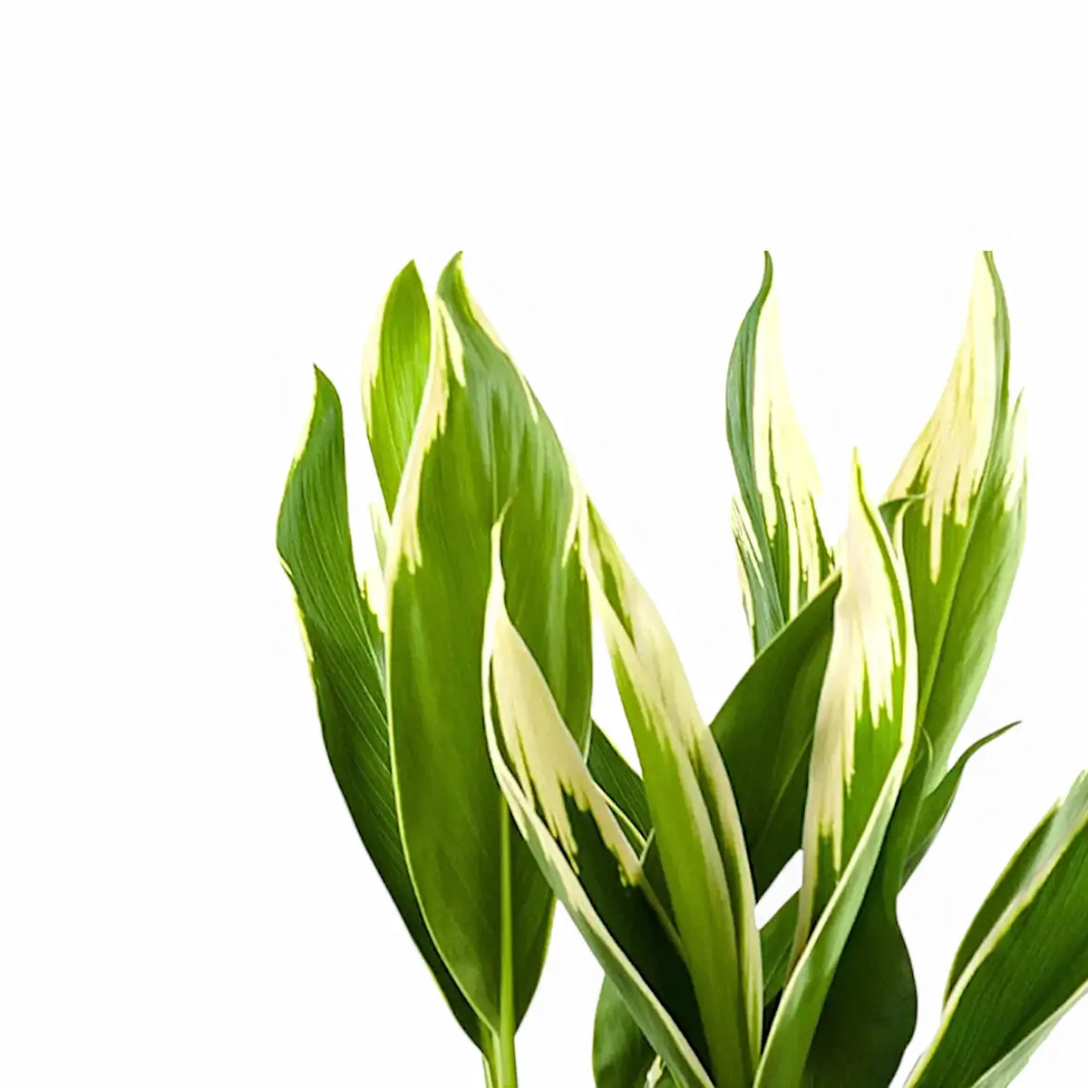 Cordyline fruticosa New Conga white and green variegated leavs on white background