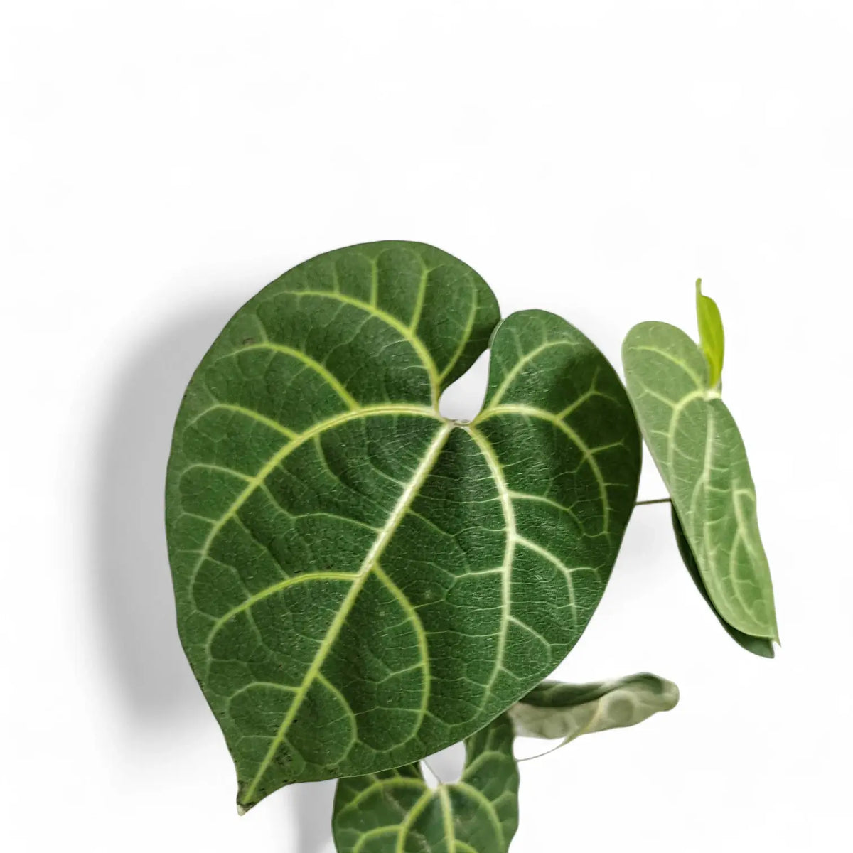 Foliage of Aristolochia leuconeura on white background