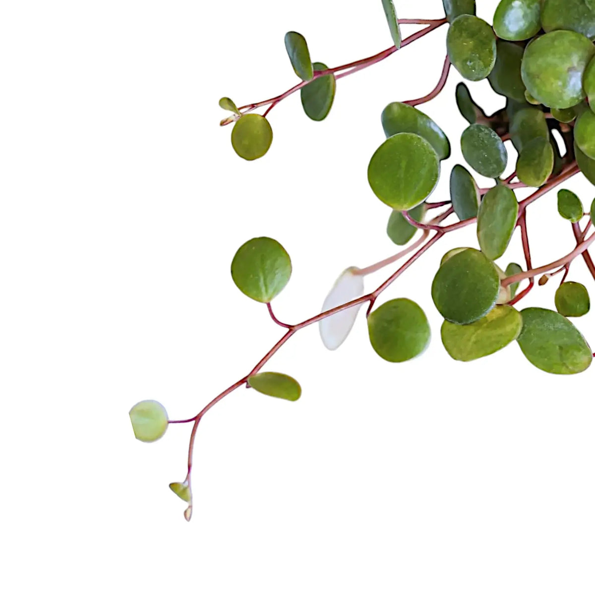 Nahaufnahme kleiner runder Blätter von Peperomia 'Pepperspot' an roten Trieben