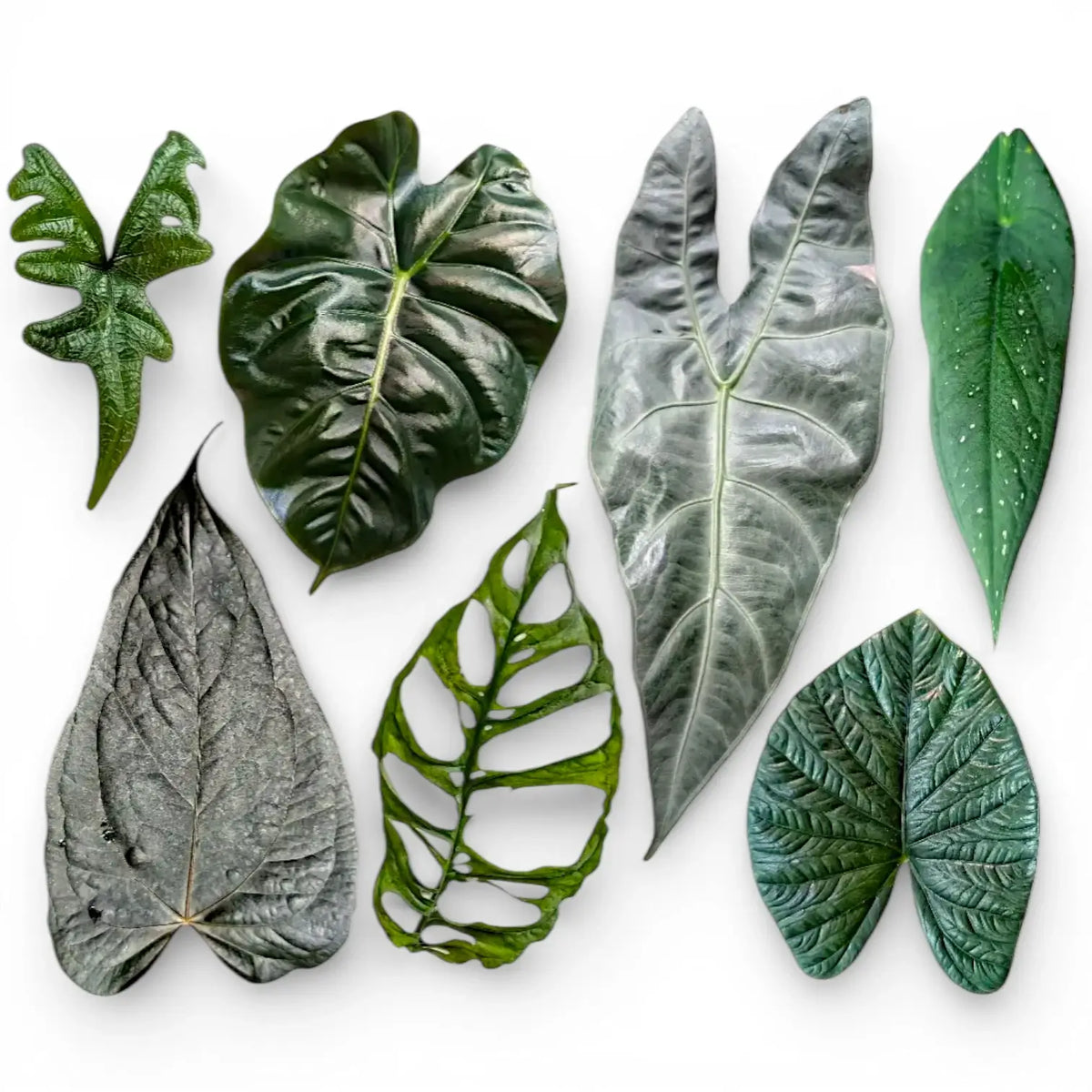 Blätter verschiedener tropischer Pflanzen wie Alocasia, Monstera und Anthurium vor weißem Hintergrund