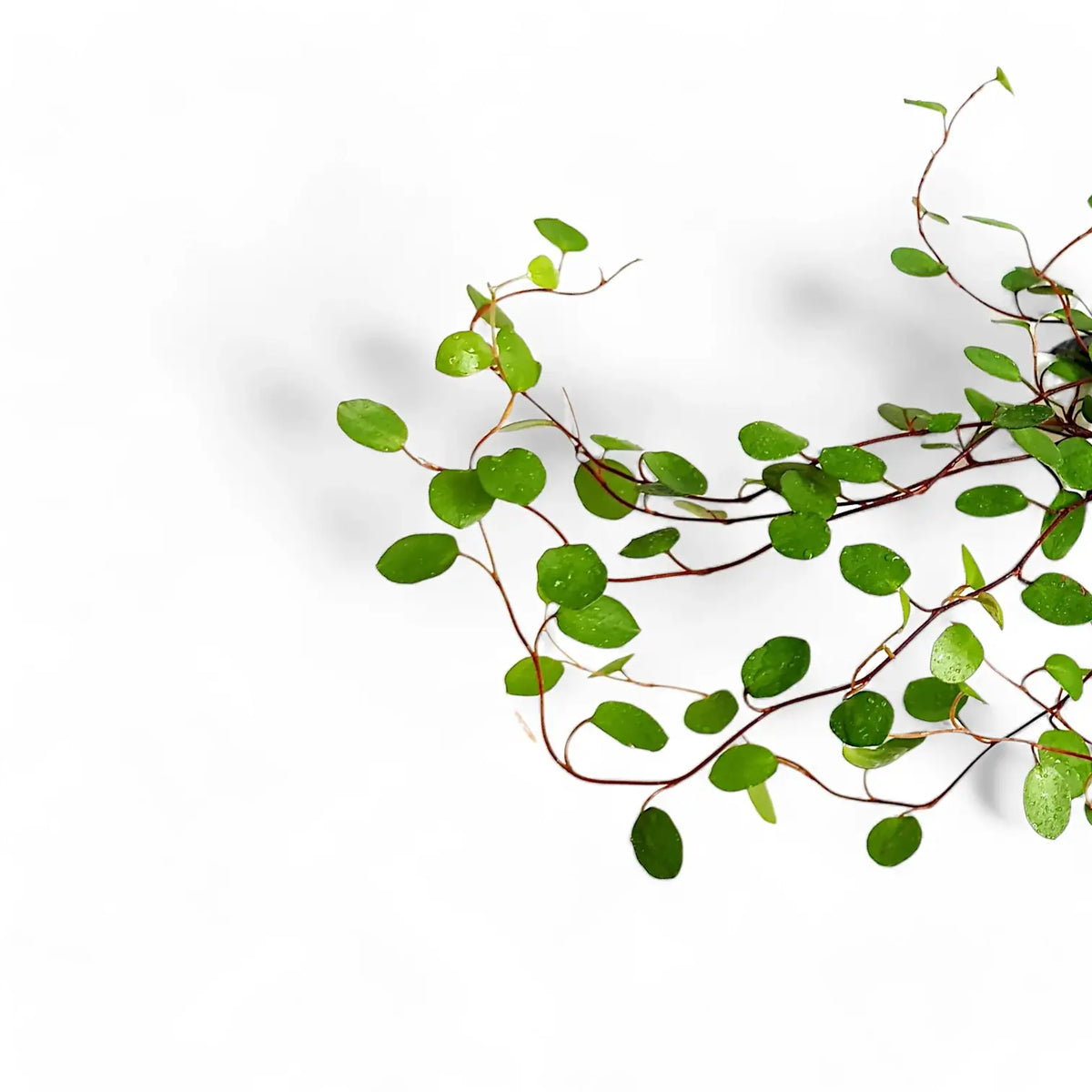 Small leaves of a Muehlenbeckia plant on white background