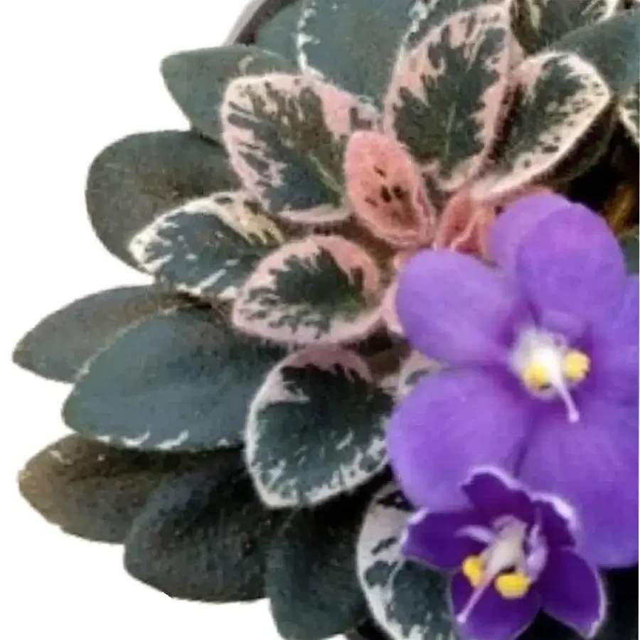 Nahaufnahme panaschierter Blätter und einer violetten Blüte eines Usambaraveilchens vor weißem Hintergrund