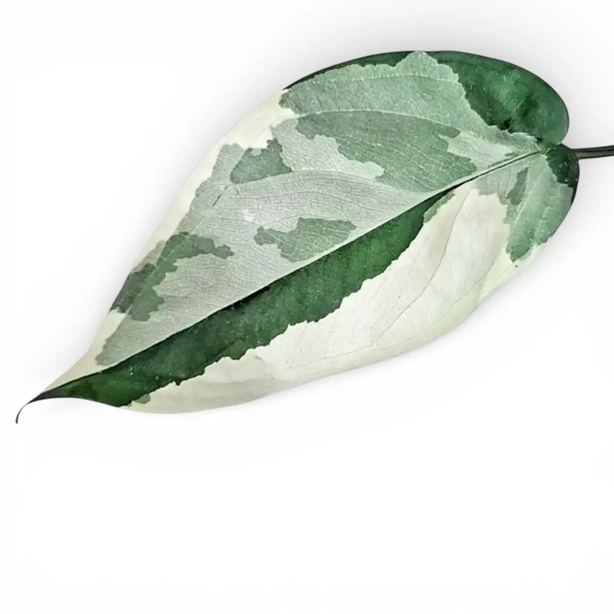 Panaschiertes Blatt von Syngonium chiapense variegata mit tiefgrüner, mintfarbener und weißer Zeichnung vor weißem Hintergrund